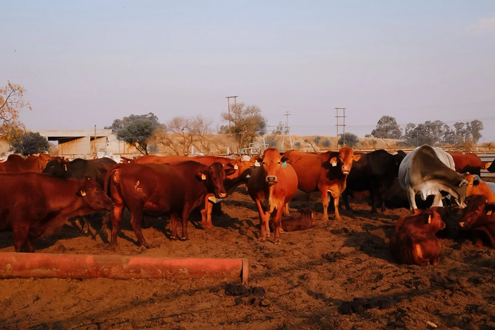 Cattle grazing peacefully in a green pasture